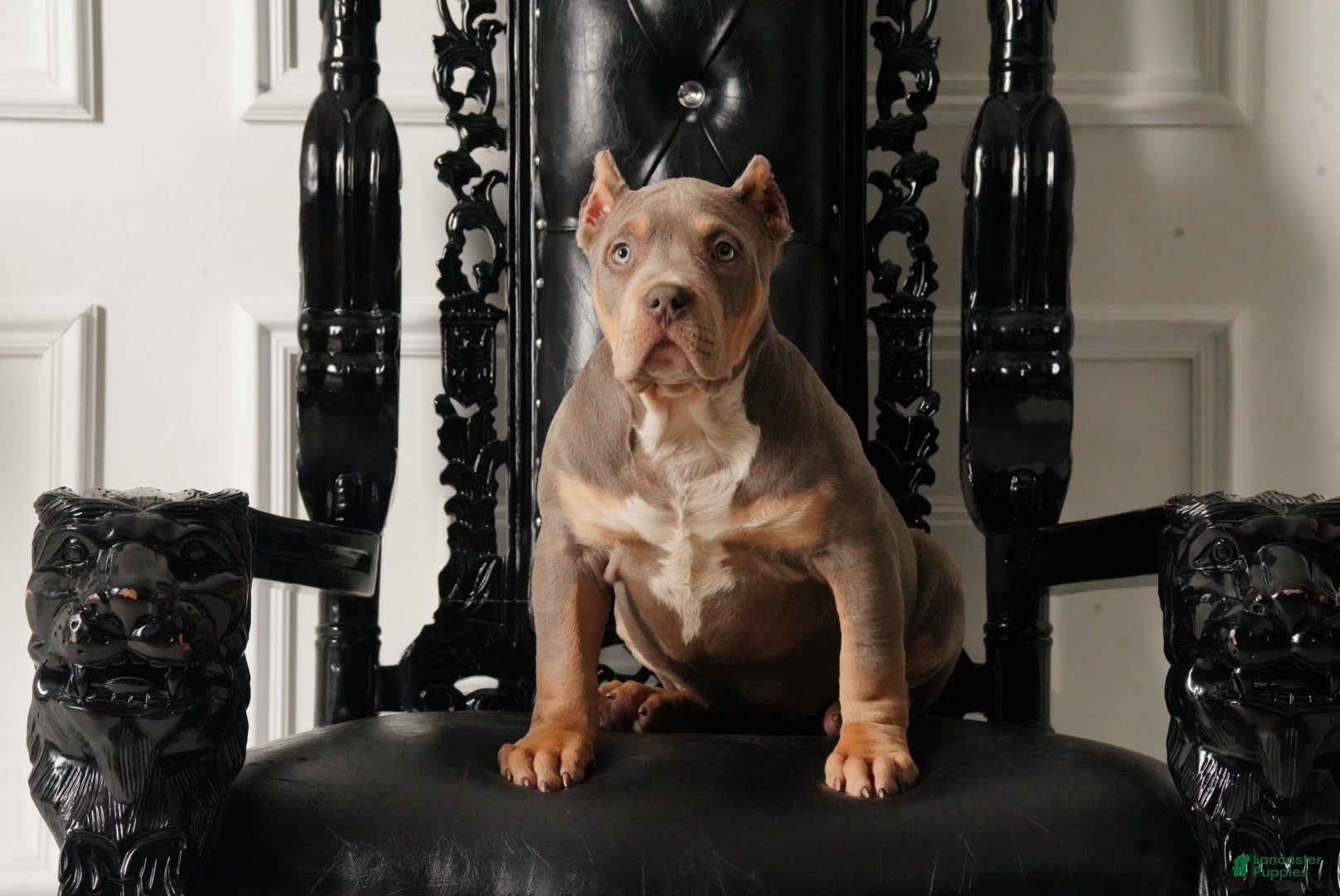 American Bully dogs Cutie - Ad 6