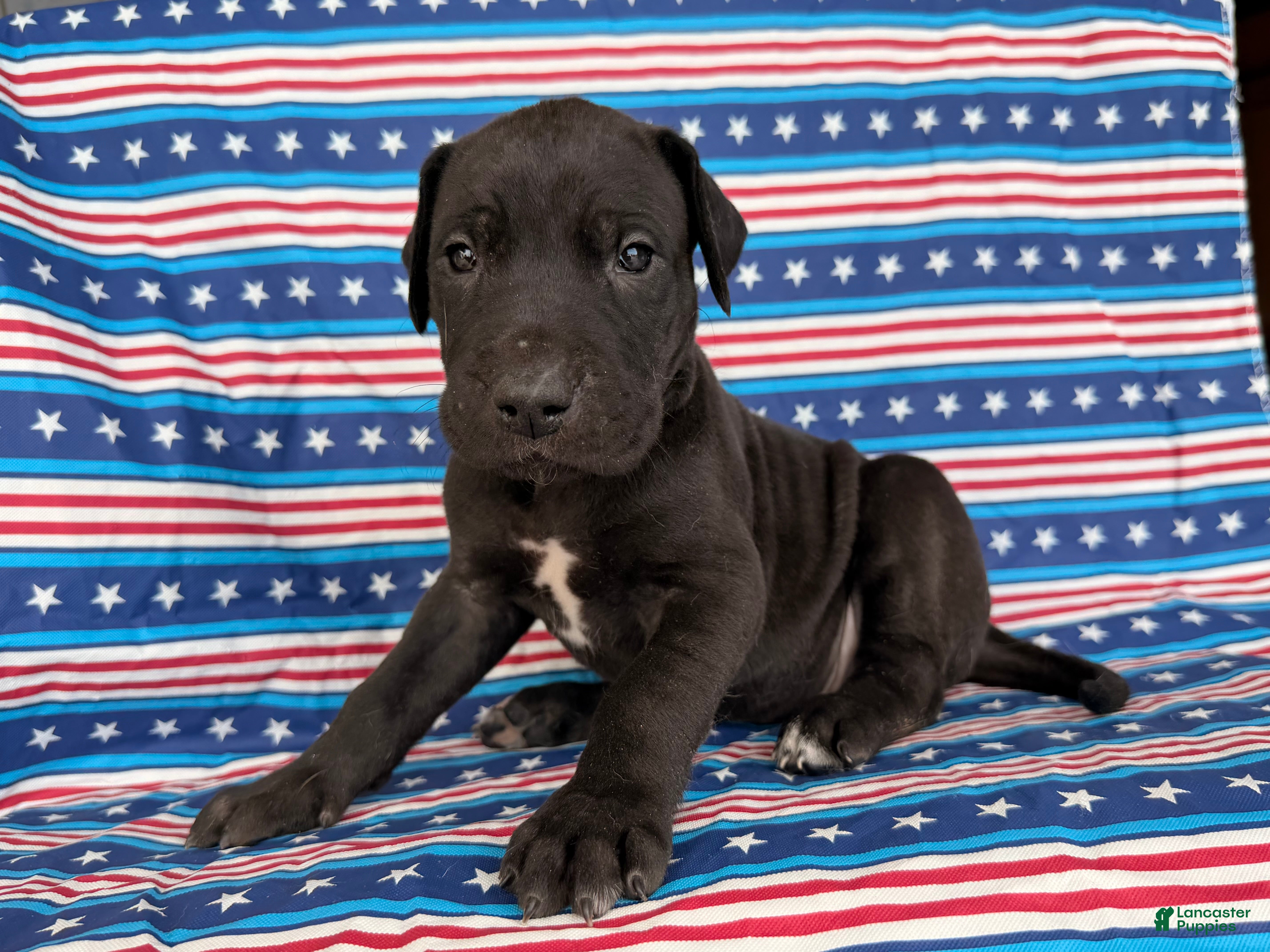 Great Dane dogs Pam Great Dane  - Ad 1