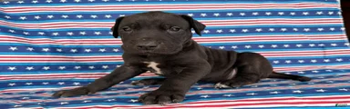 Pam Great Dane 