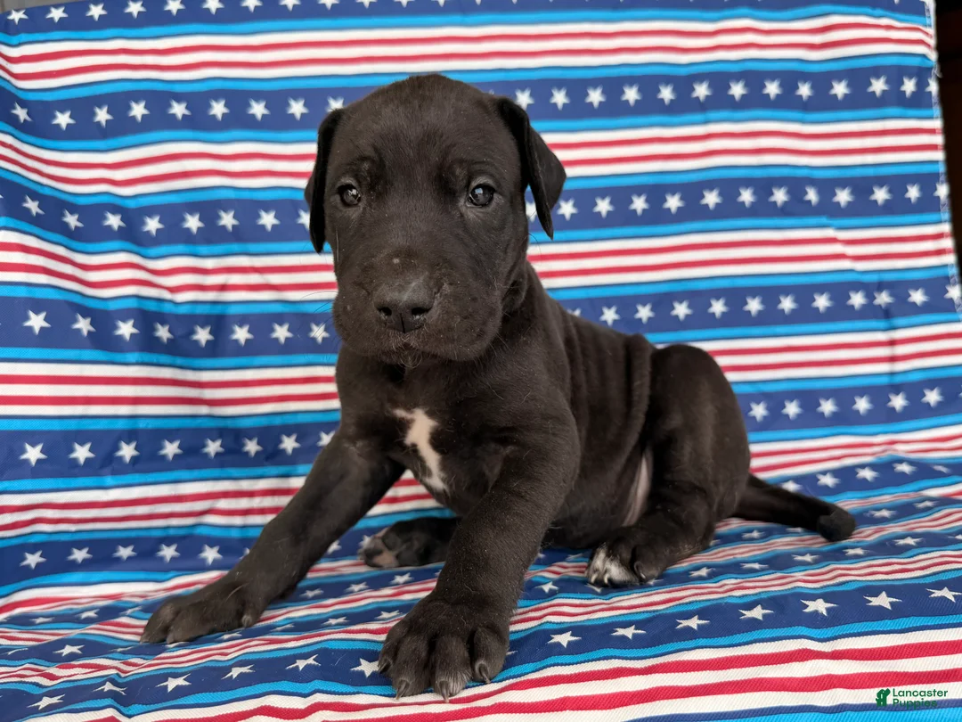 Great Dane dogs for sale: Pam Great Dane  - Ad 1