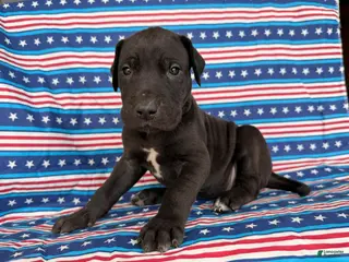 Great Dane dogs for sale: Pam Great Dane - Ad 2