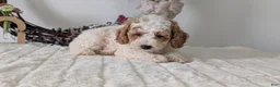 Miniature Poodle dogs for sale: Sasha - Ad 7