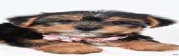 Yorkshire Terrier dogs for sale: Winnie - Ad 4