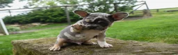 French Bulldog dogs for sale: Ace  (Blue Merle Tan) 🐶✨ - Ad 11
