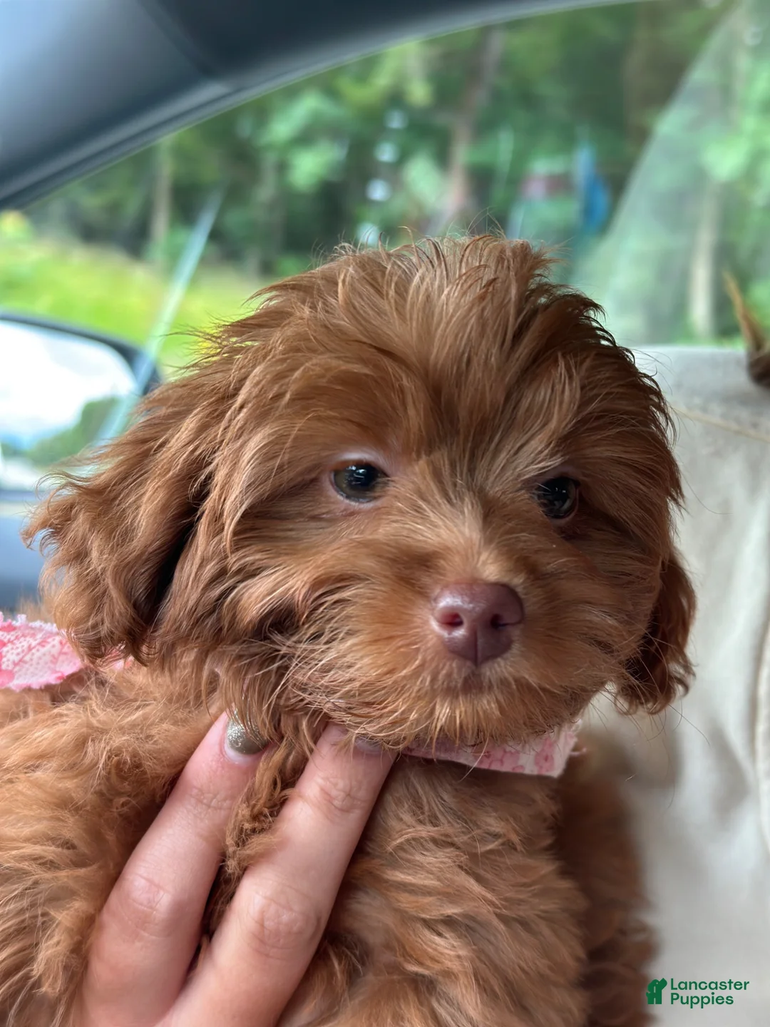 Mini Aussiedoodle dogs for sale: Mini Aussiedoodle Puppy 1 - Ad 5