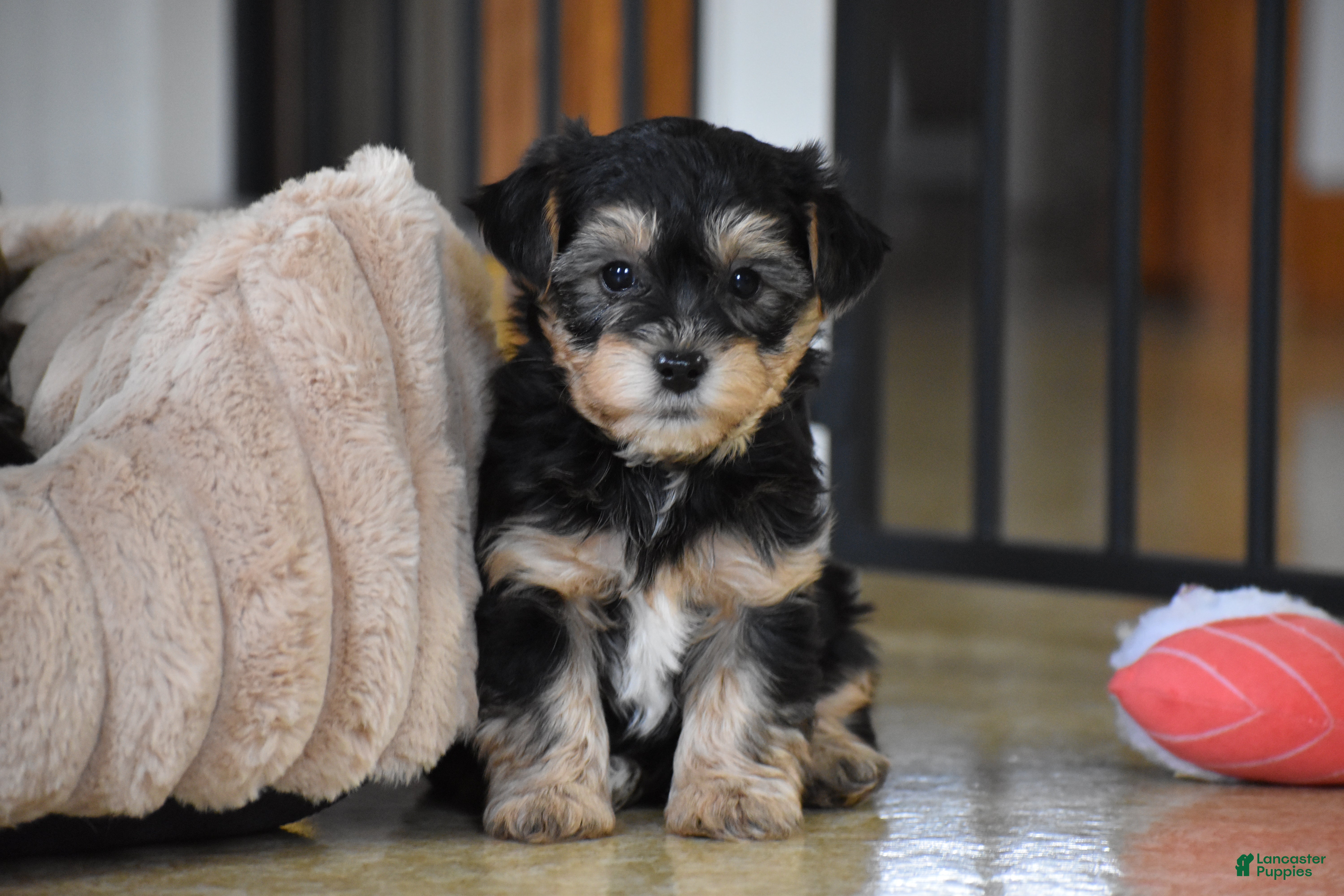 Mixed Breed dogs Zeus - Ad 1