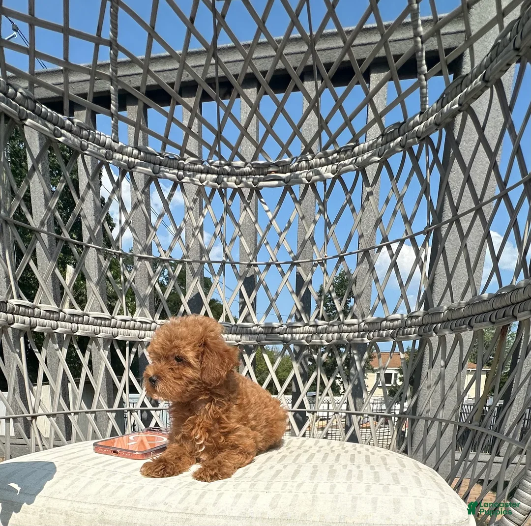 Toy Poodle dogs for sale: Teacup female Chinese bloodline  - Ad 2