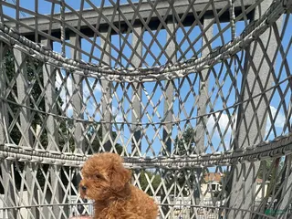 Toy Poodle dogs Aleca Toy poodle female Chinese bloodline - Ad 1