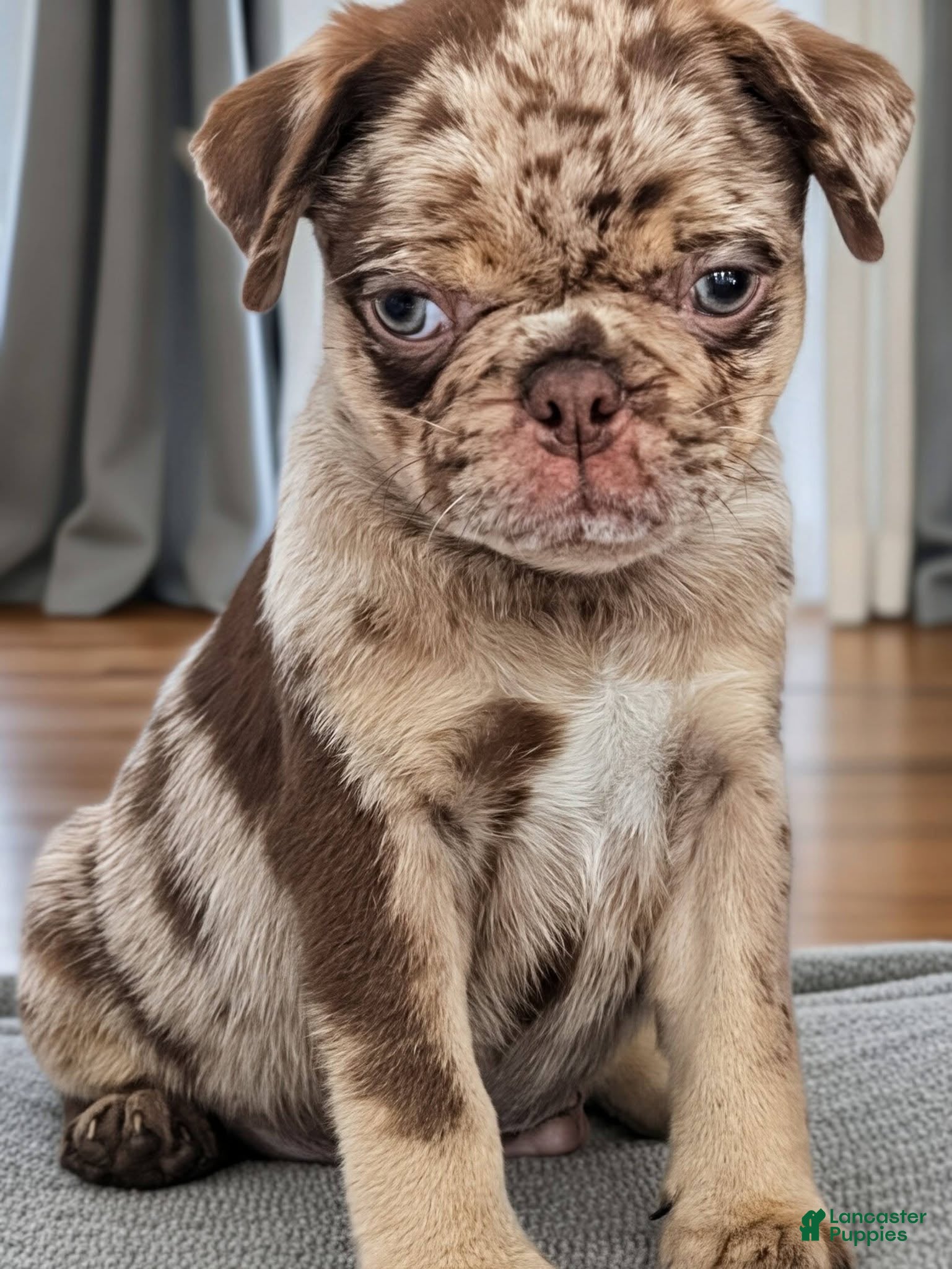 Pug dogs Reeses - Ad 1