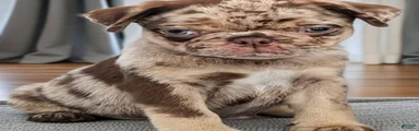 Reeses