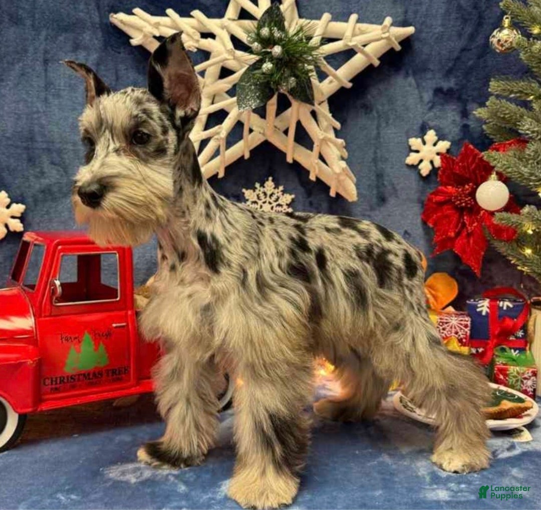 Miniature Schnauzer dogs for sale: Zoe - Ad 5