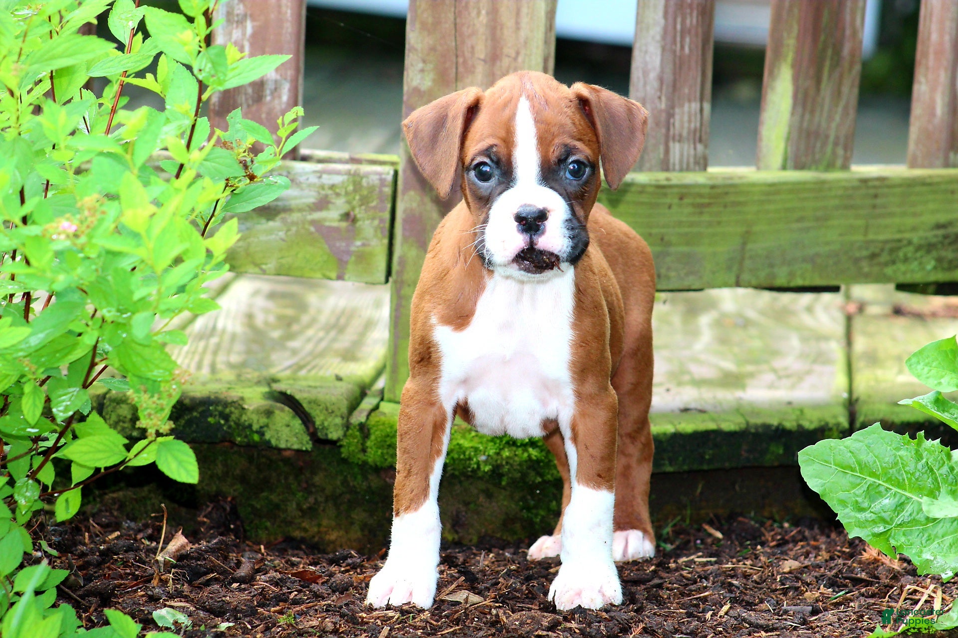 Boxer dogs Emerson  - Ad 2