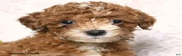 Toy Poodle dogs for sale: Amber - Ad 4