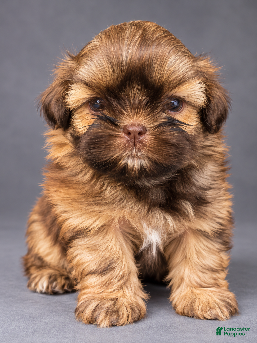 Shih Tzu dogs for sale: Milo - Ad 25