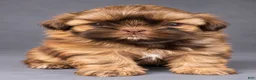 Shih Tzu dogs for sale: Milo - Ad 1