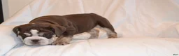 English Bulldog dogs for sale: Bandit (Chocolate Trindle) - Ad 3