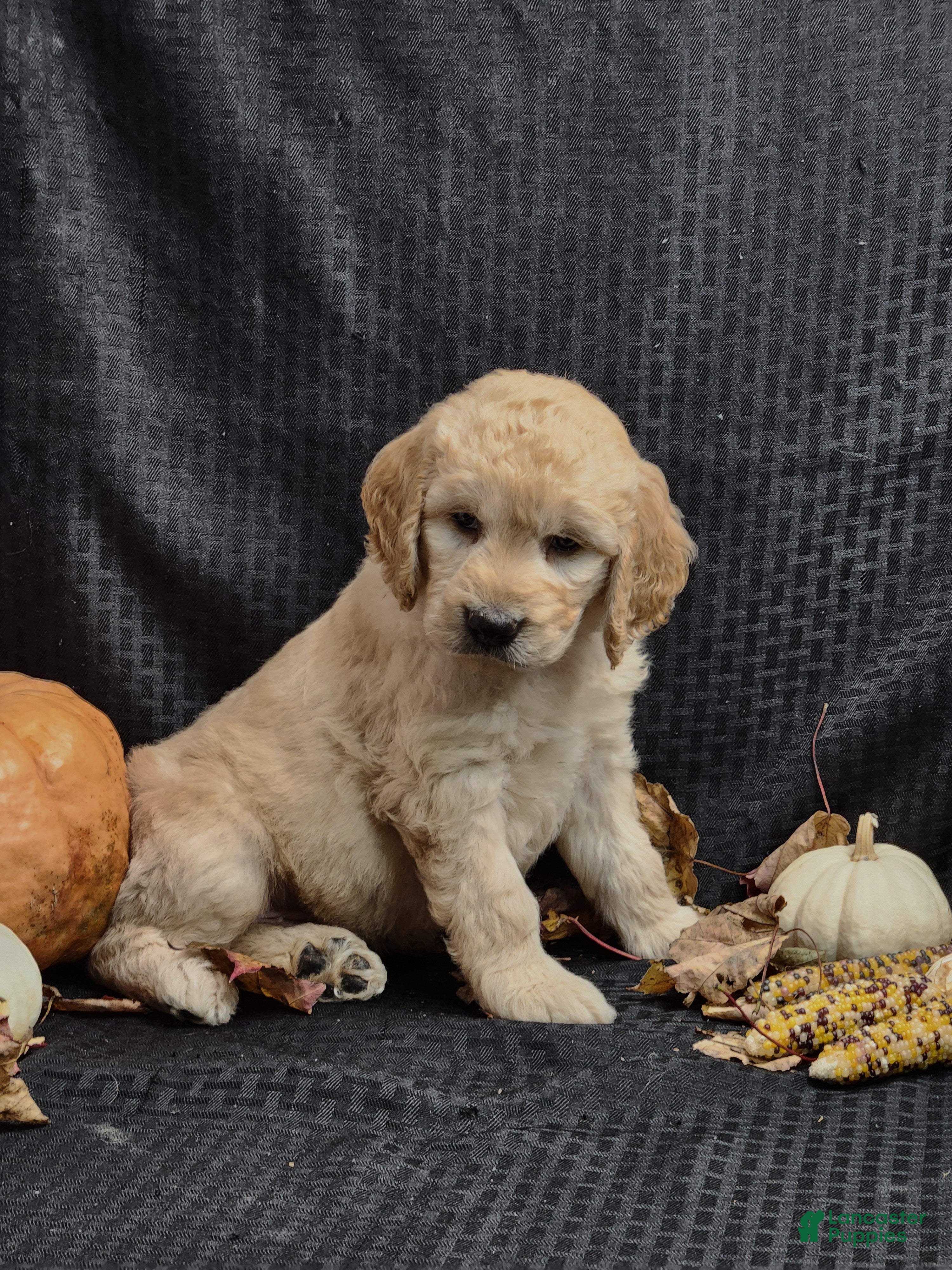 Goldendoodle dogs Mochi Bear  - Ad 2