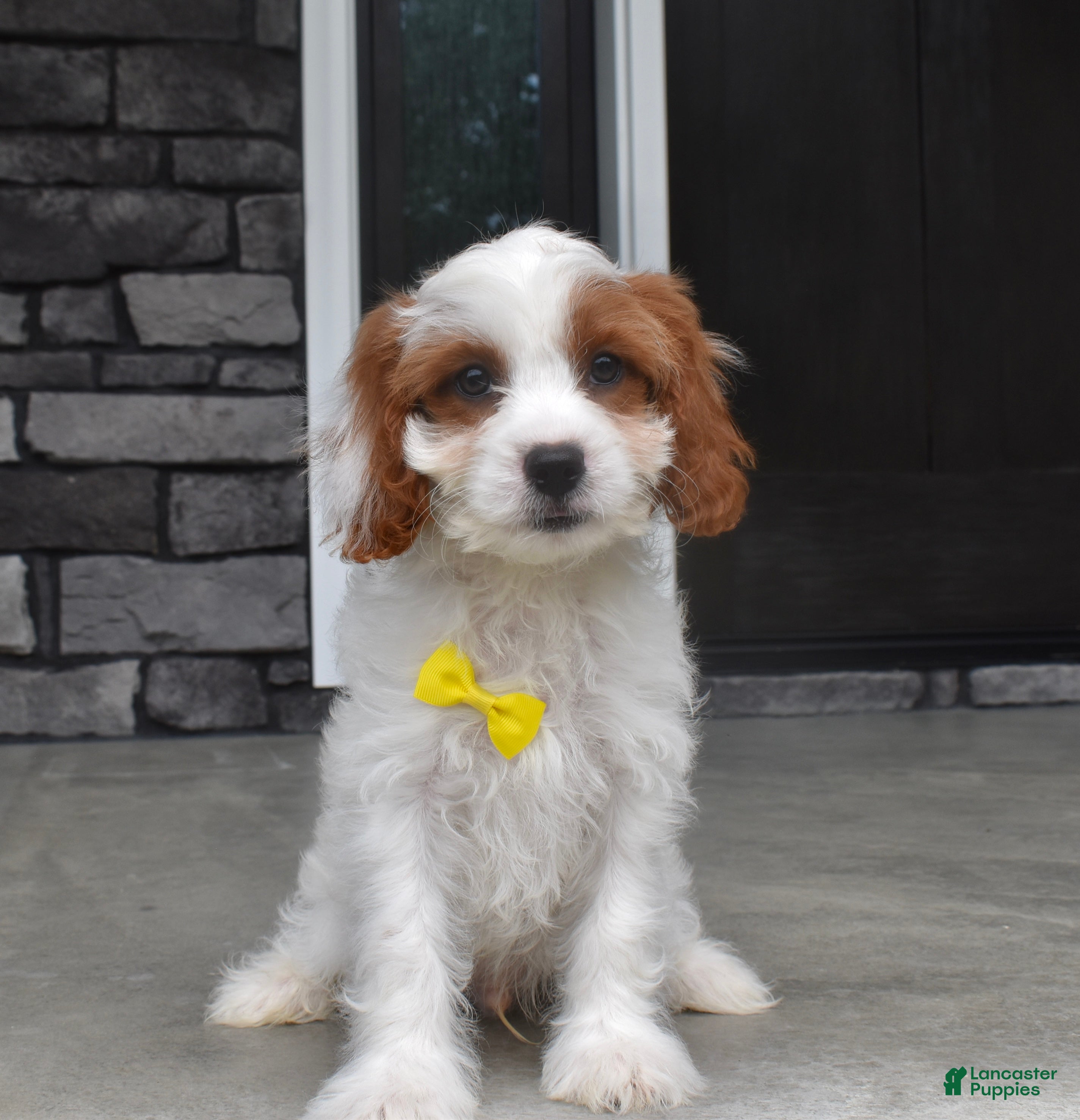Cavapoo dogs Brody - Ad 2