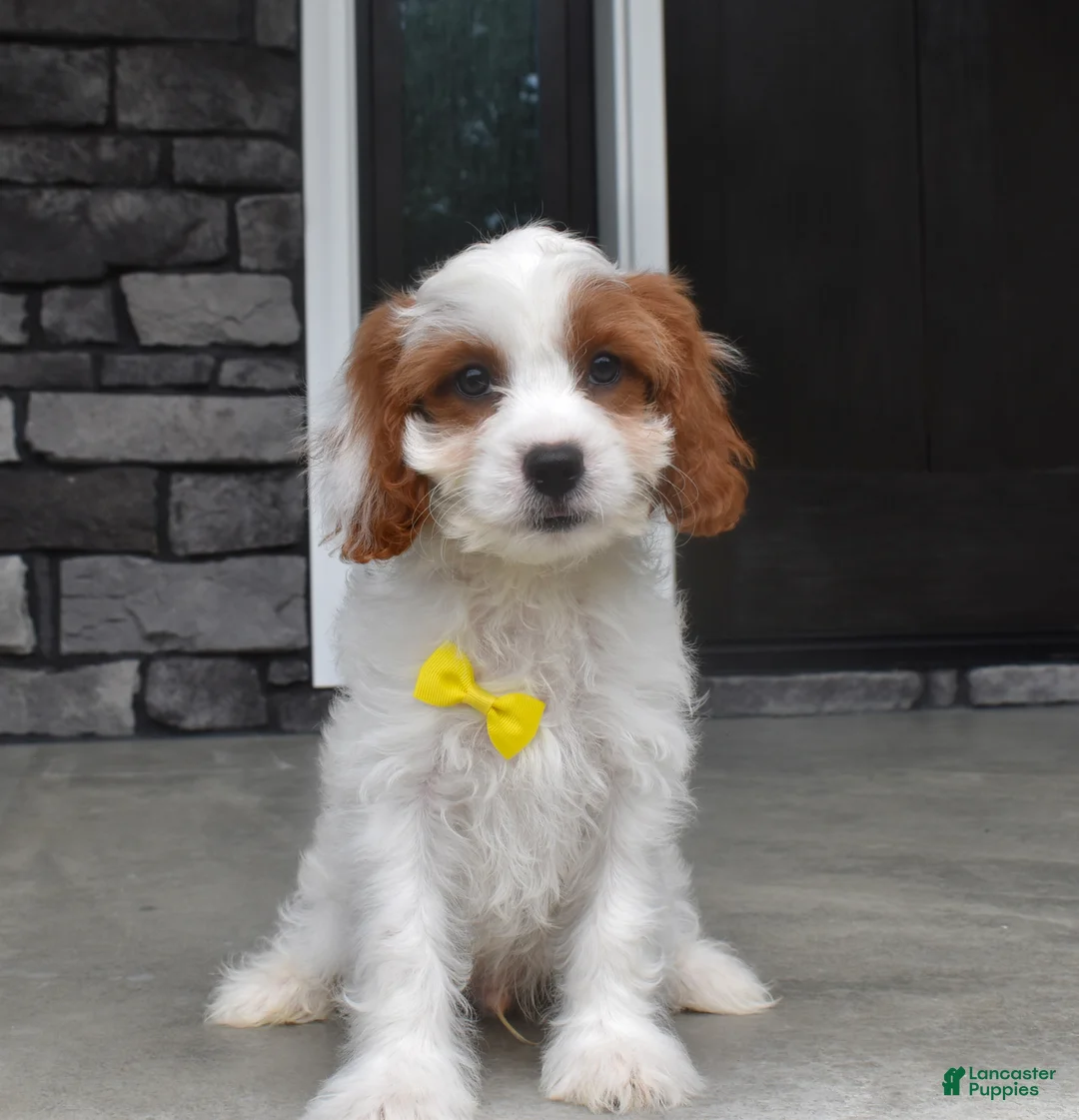 Cavapoo dogs for sale: Brody - Ad 2