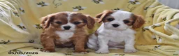 Cavalier King Charles Spaniel dogs for sale: Pluto - Ad 5
