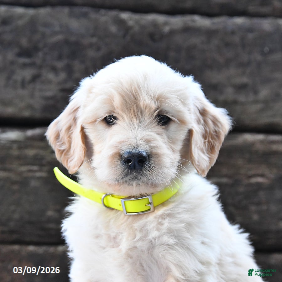 Goldendoodle dogs Bliss - Ad 2