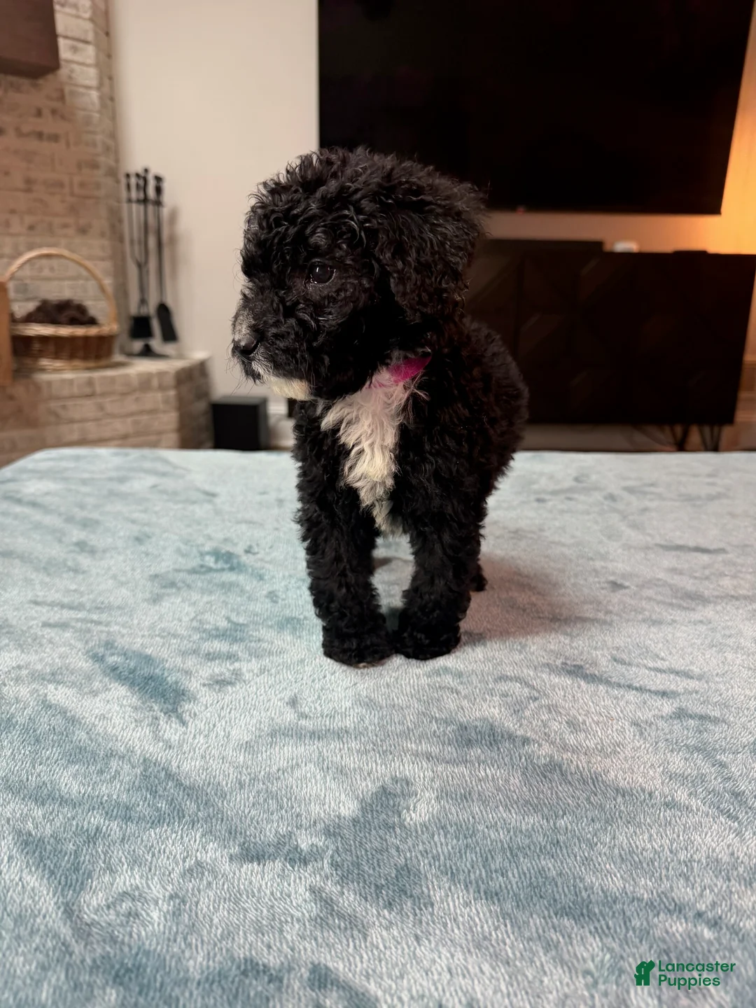 Bordoodle dogs for sale: Pink Girl - Ad 1