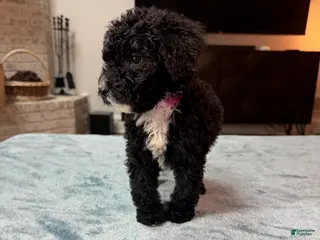 Bordoodle dogs Pink Girl - Ad 2