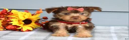 Yorkshire Terrier dogs for sale: Cassidy - Ad 6