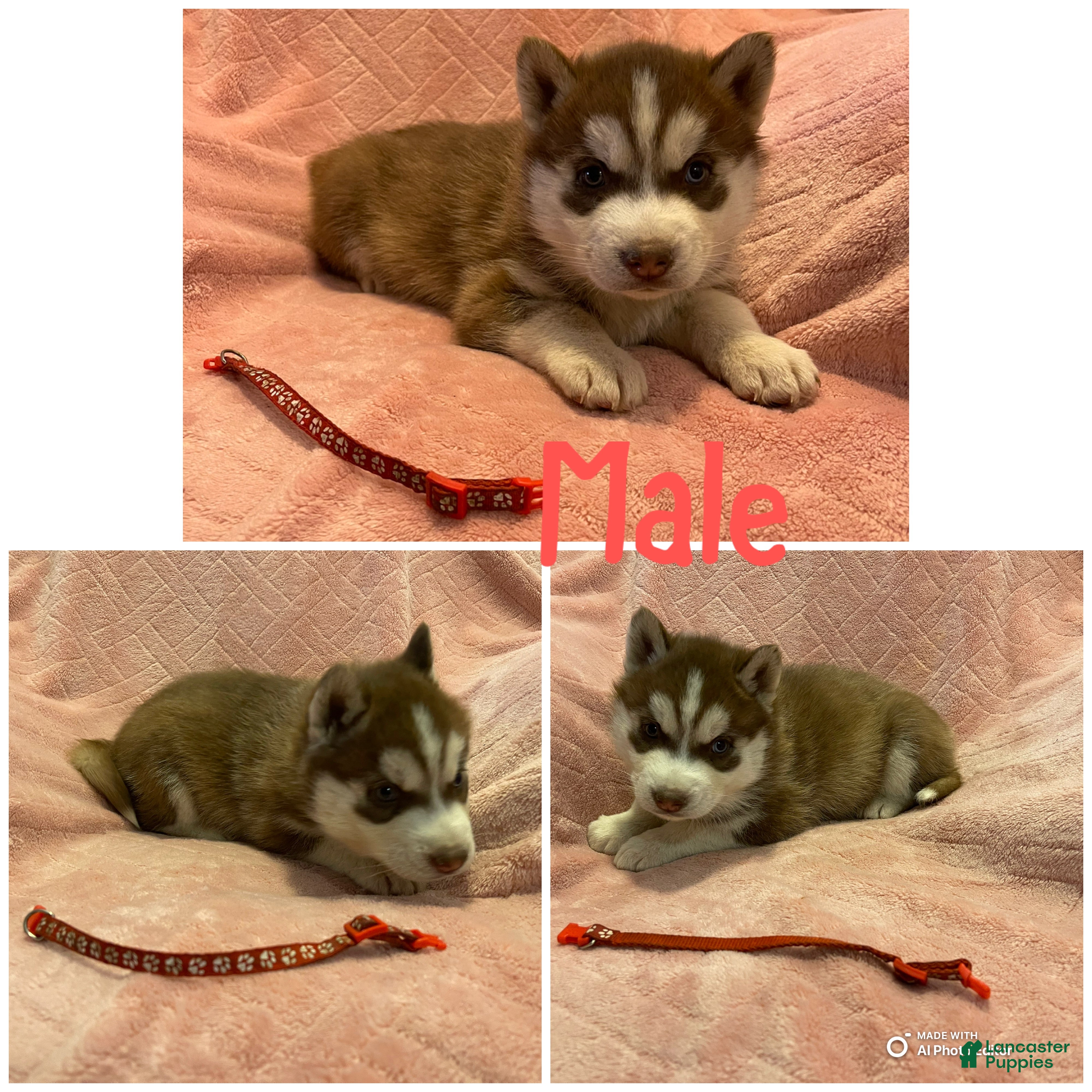 Siberian Husky dogs Siberian Husky Puppy 2 - Ad 28