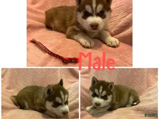 Siberian Husky dogs Siberian Husky Puppy 2 - Ad 28