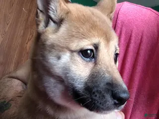 Shiba Inu dogs Shiba Inu Puppy 4 - Ad 33