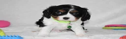 Cavalier King Charles Spaniel dogs for sale: Quinn - Ad 5