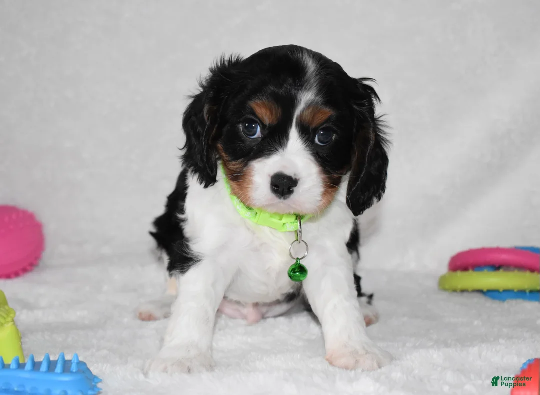 Cavalier King Charles Spaniel dogs for sale: Quinn - Ad 5