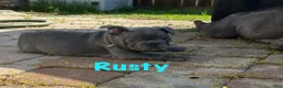 French Bulldog dogs for sale: French Bulldog Male - Rusty - Ad 3