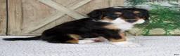 Bernese Mountain Dog dogs for sale: Esmea - Ad 3