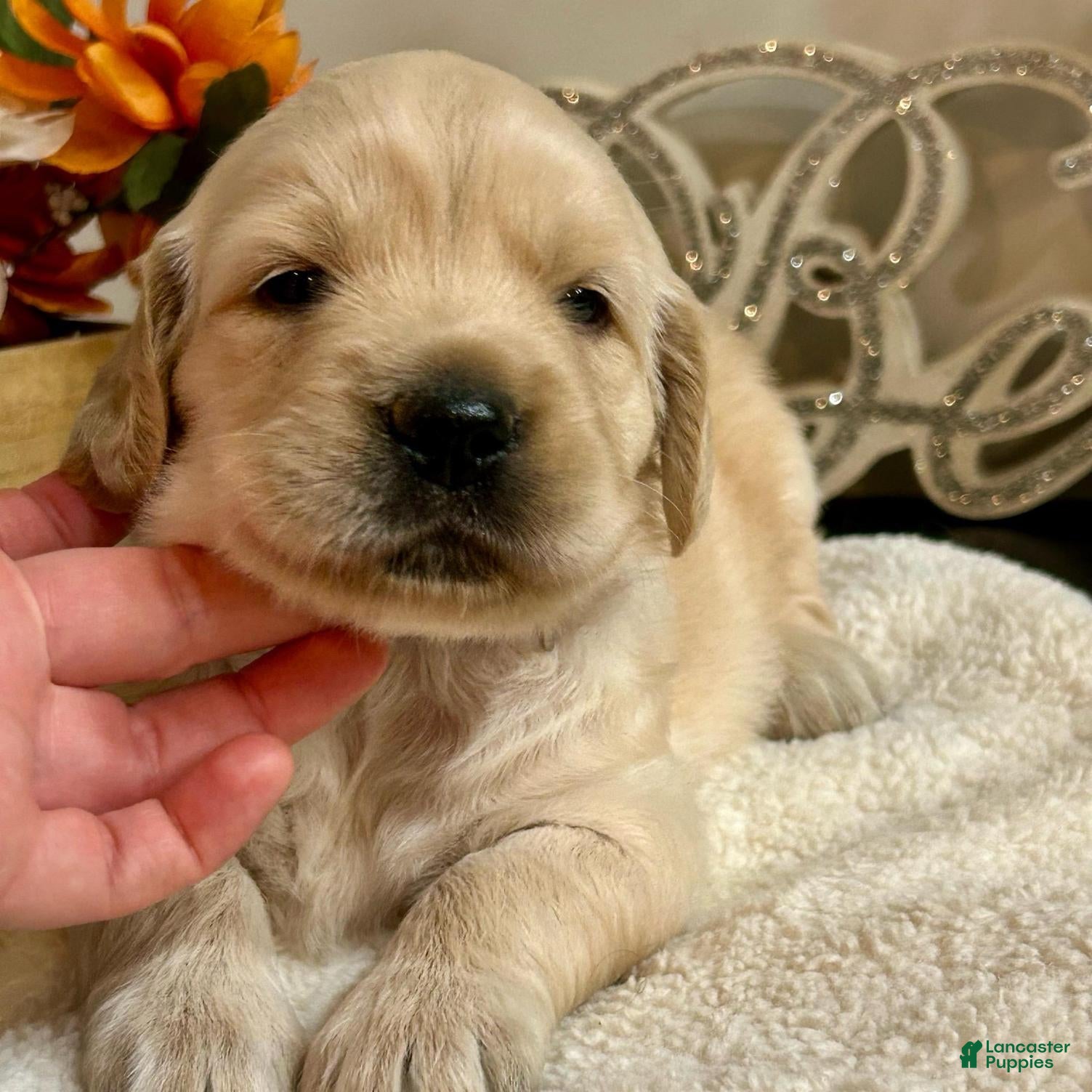 Golden Retriever dogs Golden Retriever 3 - Ad 1