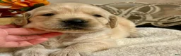 Golden Retriever dogs for sale: Golden Retriever 3 - Ad 1