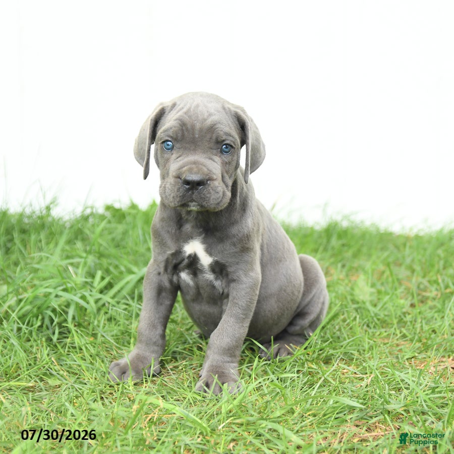 Cane Corso dogs Rookie - Ad 1