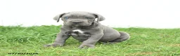 Cane Corso dogs for sale: Rookie - Ad 11