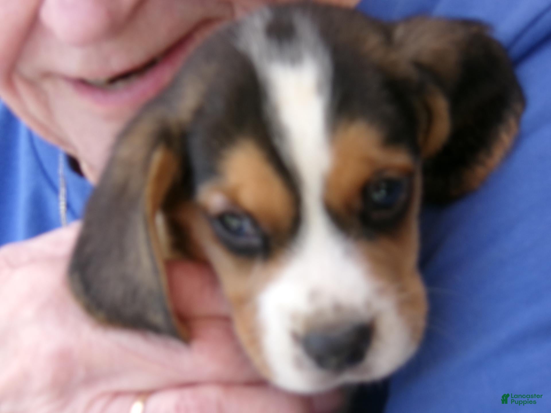 Beagle dogs Beagle 3 - Ad 1