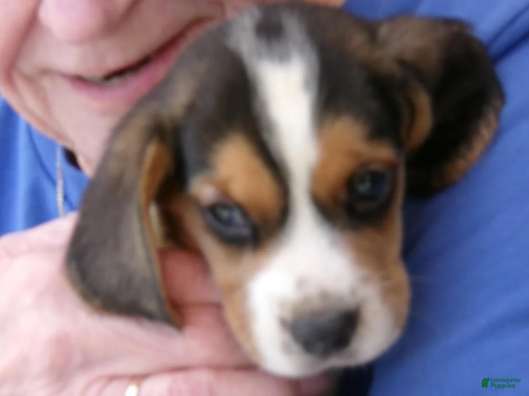 Beagle dogs for sale: Beagle 3 - Ad 1