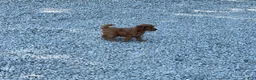 Mini Goldendoodle dogs for sale: Missy Mini Goldendoodle  - Ad 6