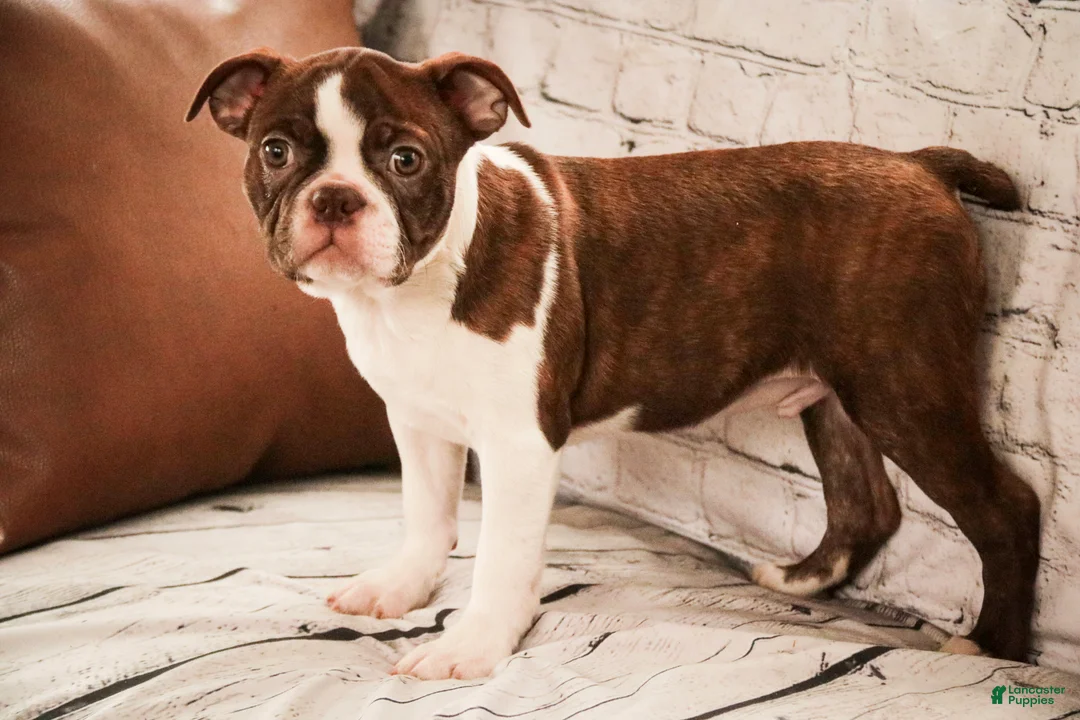 Boston Terrier dogs for sale: Kade - Ad 2