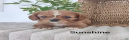 Cavalier King Charles Spaniel dogs for sale: Sunshine  - Ad 5