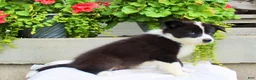 Mixed Breed dogs for sale: Luke - Ad 6