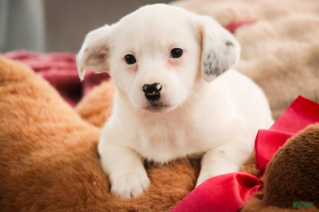 Mixed Breed dogs for sale: Marsha - Ad 4