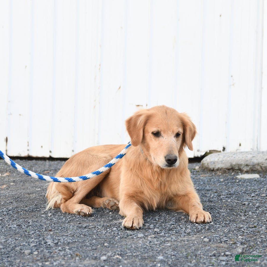 Golden Retriever dogs Mary - Ad 10