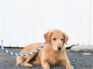 Golden Retriever dogs Mary - Ad 10