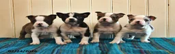 Boston Terrier dogs for sale: Genny - Ad 3
