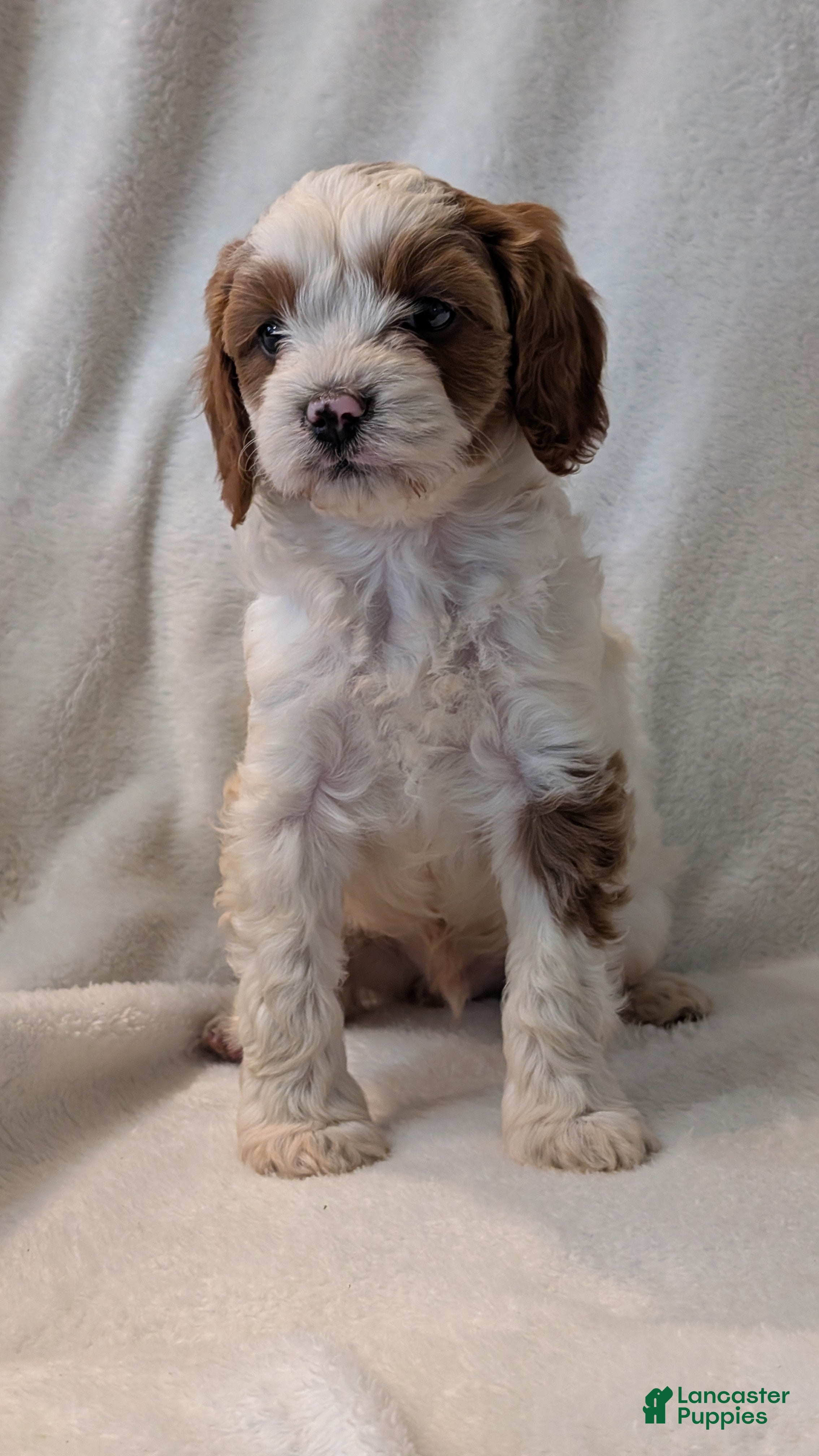Cavapoo dogs Basil - Ad 2